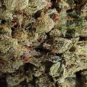 bubblegum greenhouse hibrida